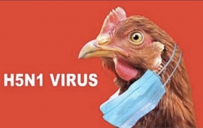 WHO Umumkan Orang Pertama Meninggal Dunia Akibat Jenis Flu Burung Baru