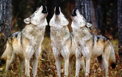 Memahami Lebih Dalam Budaya Serigala