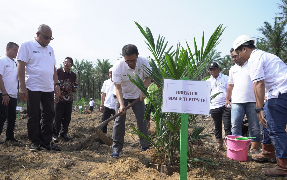 Konsisten Tingkatkan Perekonomian Masyarakat, PTPN IV Regional I Realisasikan 744,93 Ha Lahan Peremajaan Sawit Rakyat