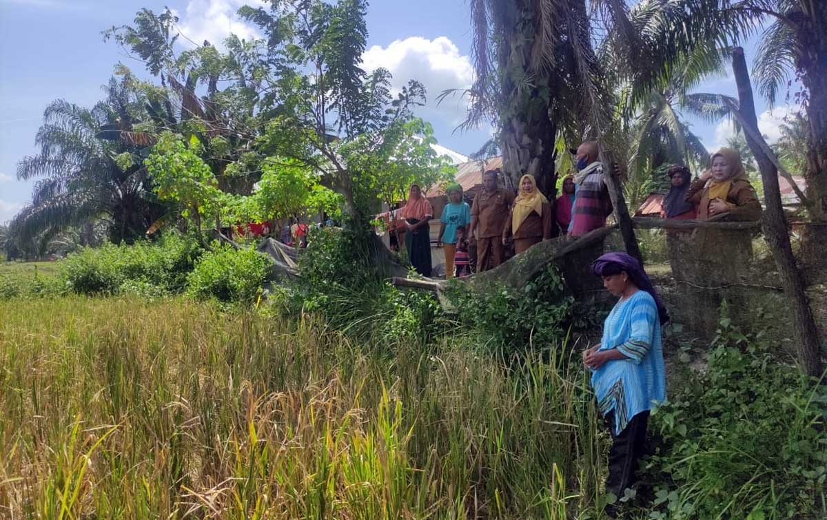 Diserang Tikus, Ratusan Hektar Padi di Sihapas Barumun Gagal Panen