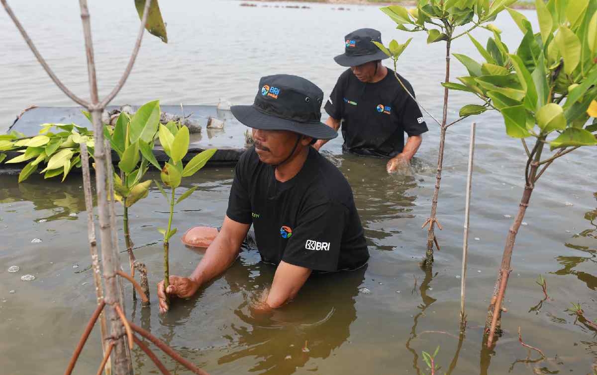 BRI Salurkan Ribuan Bibit Mangrove Kelompok Tani di Muaragembong