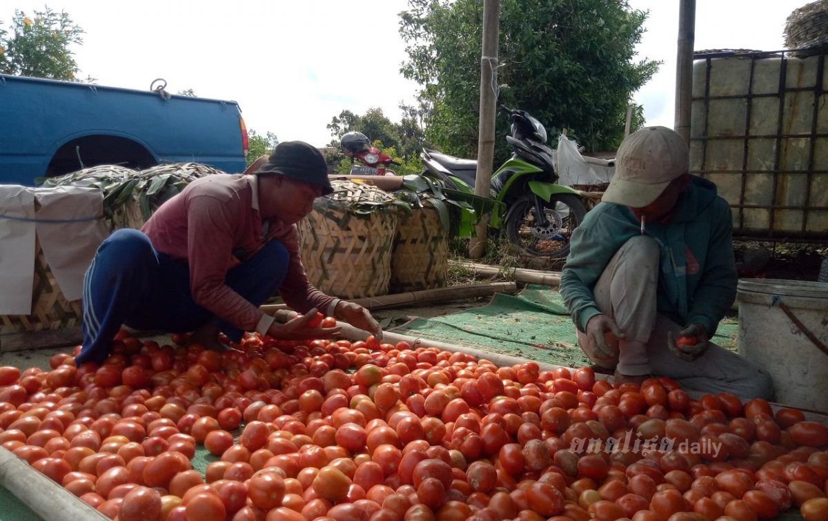 Harga Jual Tomat di Karo Turun, Sudah Berlangsung 2 Pekan