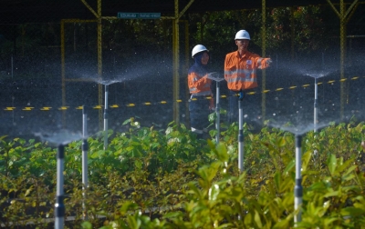 Tambang Emas Martabe Tanam Ribuan Pohon dan Perluas Fasilitas Pembibitan Tanaman