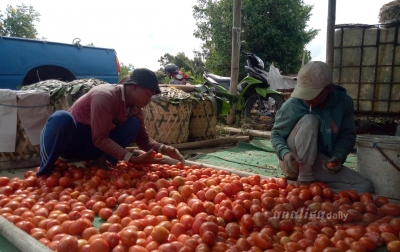 Harga Jual Tomat di Karo Turun, Sudah Berlangsung 2 Pekan