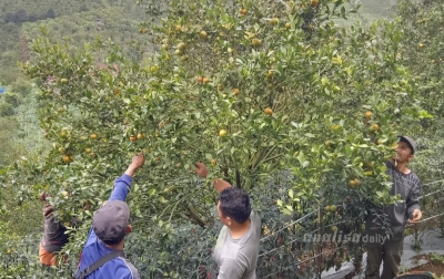 Harga Jual Buah Jeruk Rp 5.000 Per Kilogram