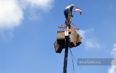 Meriahkan HUT RI ke 79 Pemkab Palas Gelar Lomba Panjat Pinang