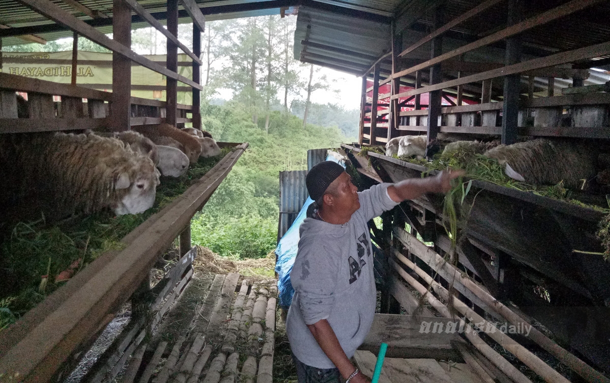 Subandi dan Jojo Berbagi Cerita Soal Beternak Kambing dan Domba