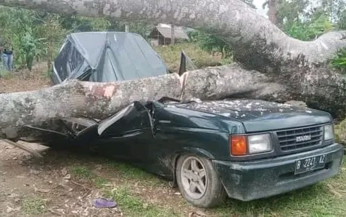 Mobil Tertimpa Pohon di Desa Telagah Langkat, 3 Orang Tewas