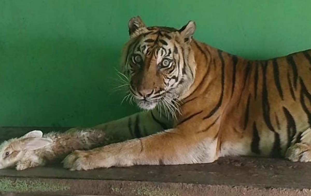 Sakit Tua, Si Manis Harimau Sumatera Koleksi Medan Zoo Mati