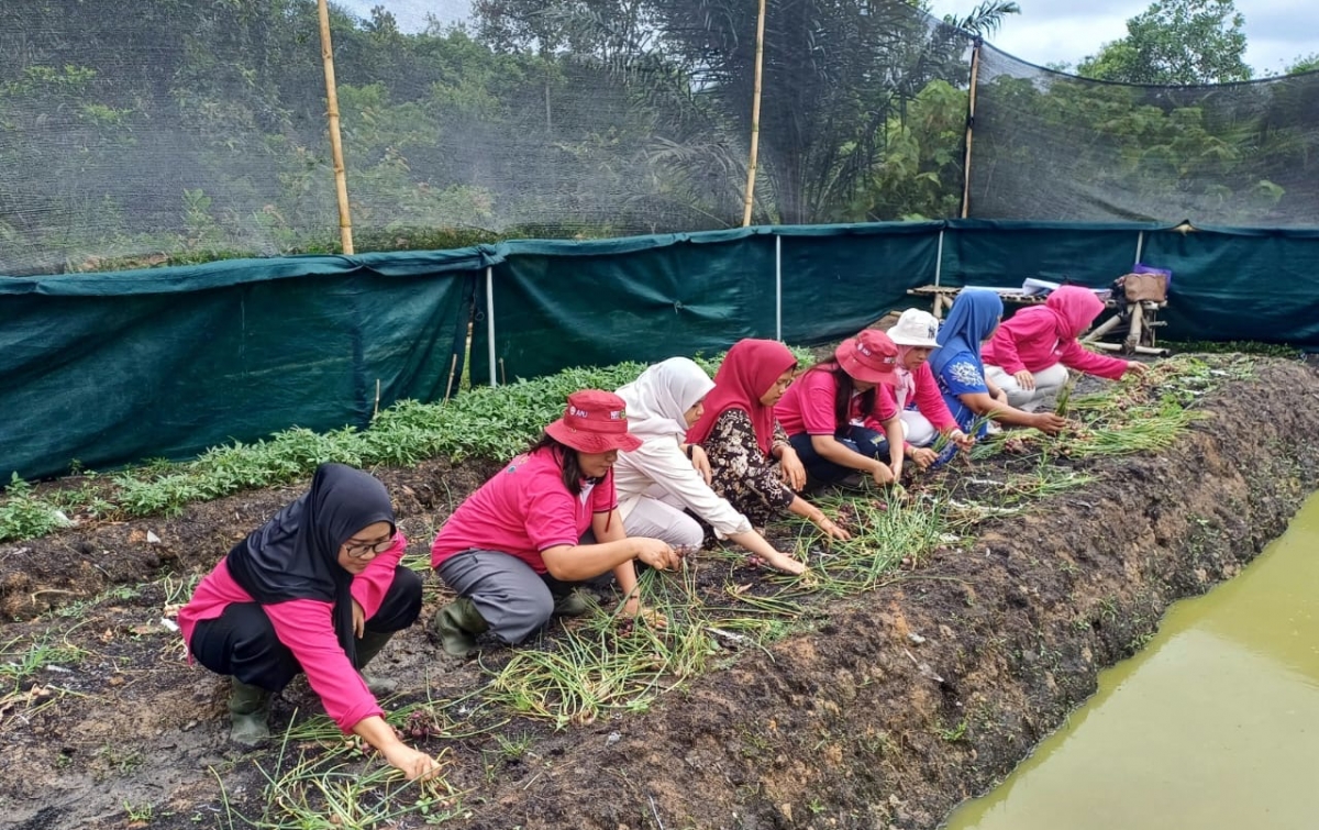 Senyum Semringah Petani Mandasip Berhasil Panen Mina Bawang