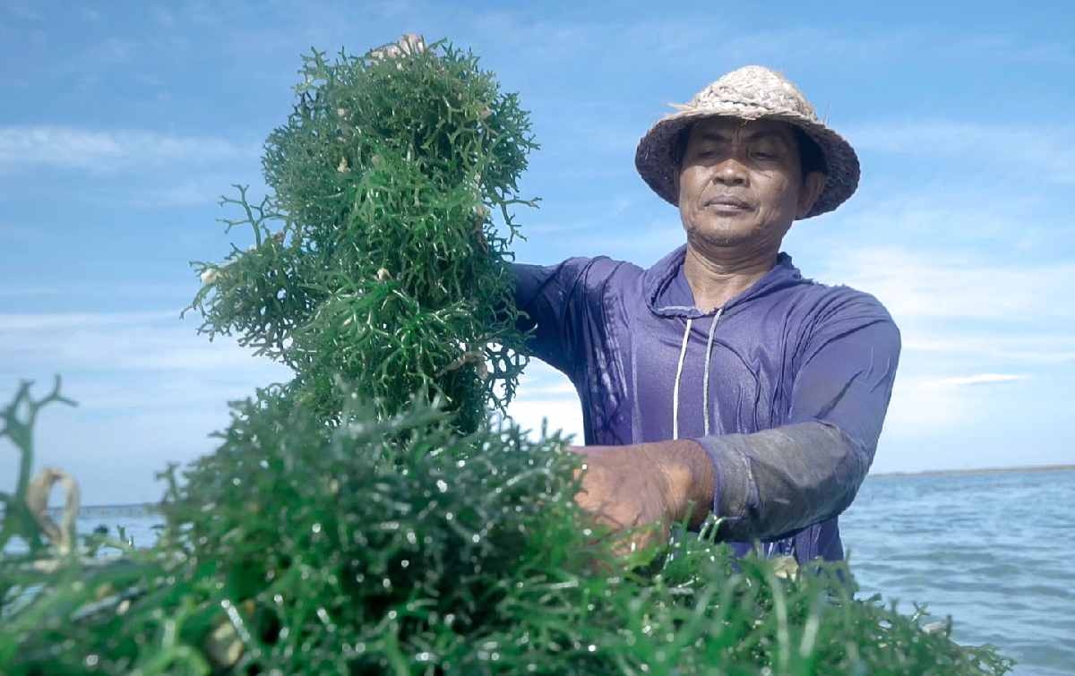 Pemberdayaan BRI Tingkatkan Skala Usaha Klaster Usaha Rumput Laut Semaya di Nusa Penida