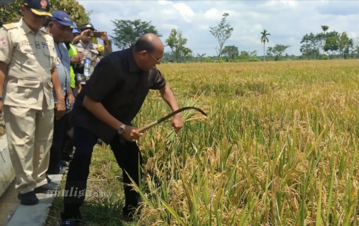 Afandin Ingin Jadikan Langkat Lumbung Pangan Nasional