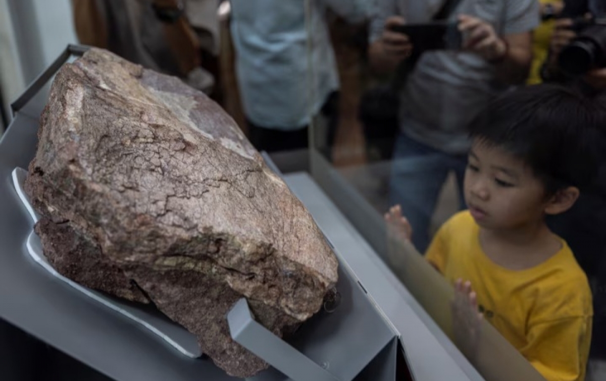 Hong Kong Pamerkan Fosil Dinosaurus Pertama, Temuan Bersejarah di Pulau Port