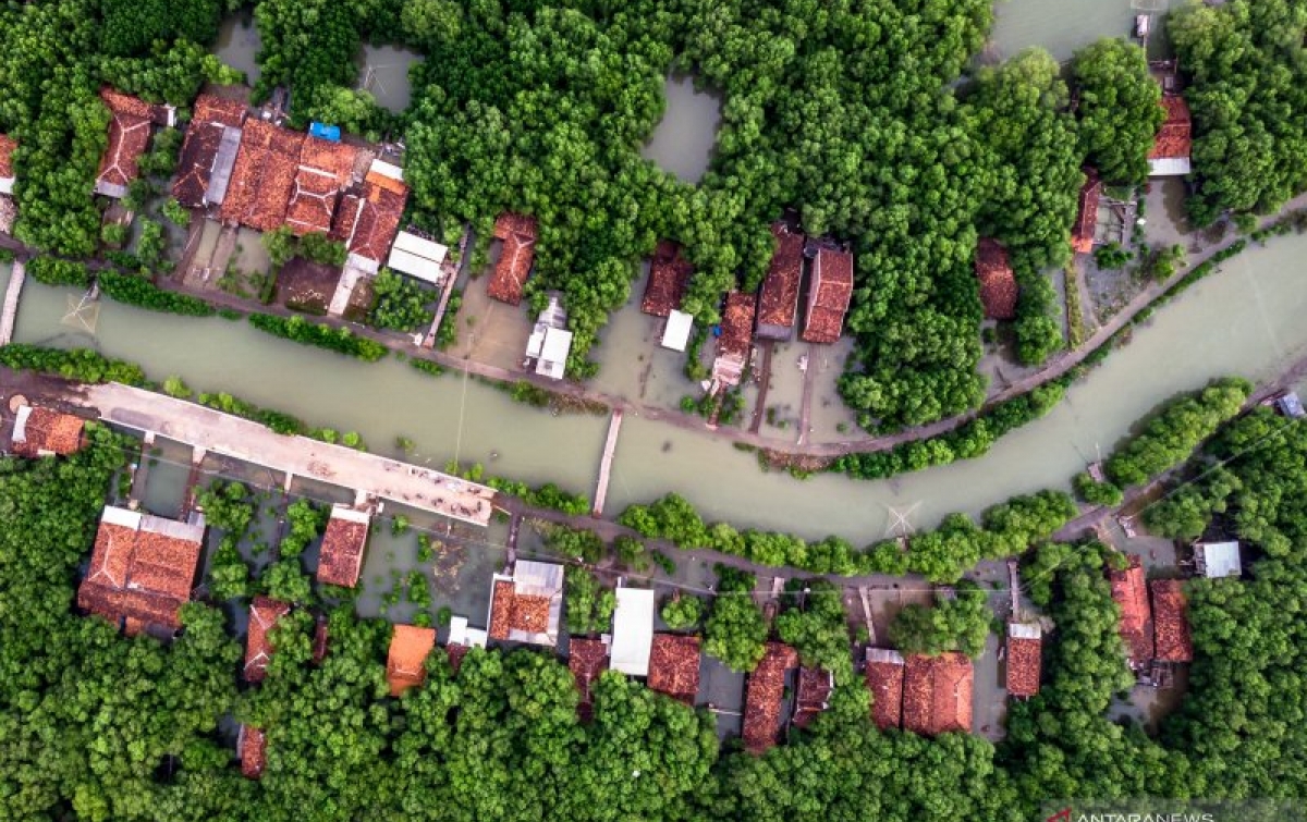 BRIN Encourages Optimization of Mangrove Use for Carbon Trading