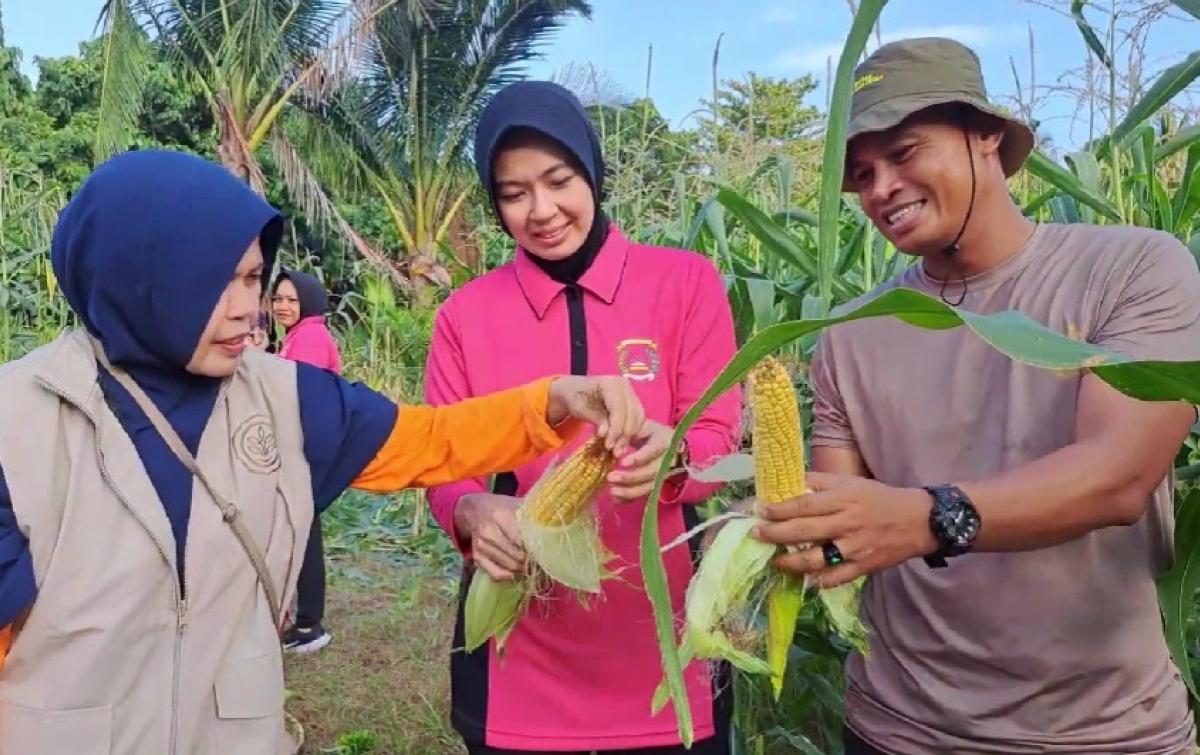 Dukung Program Ketahanan Pangan, Polres Palopo dan Bhayangkari Panen Sayur P2L