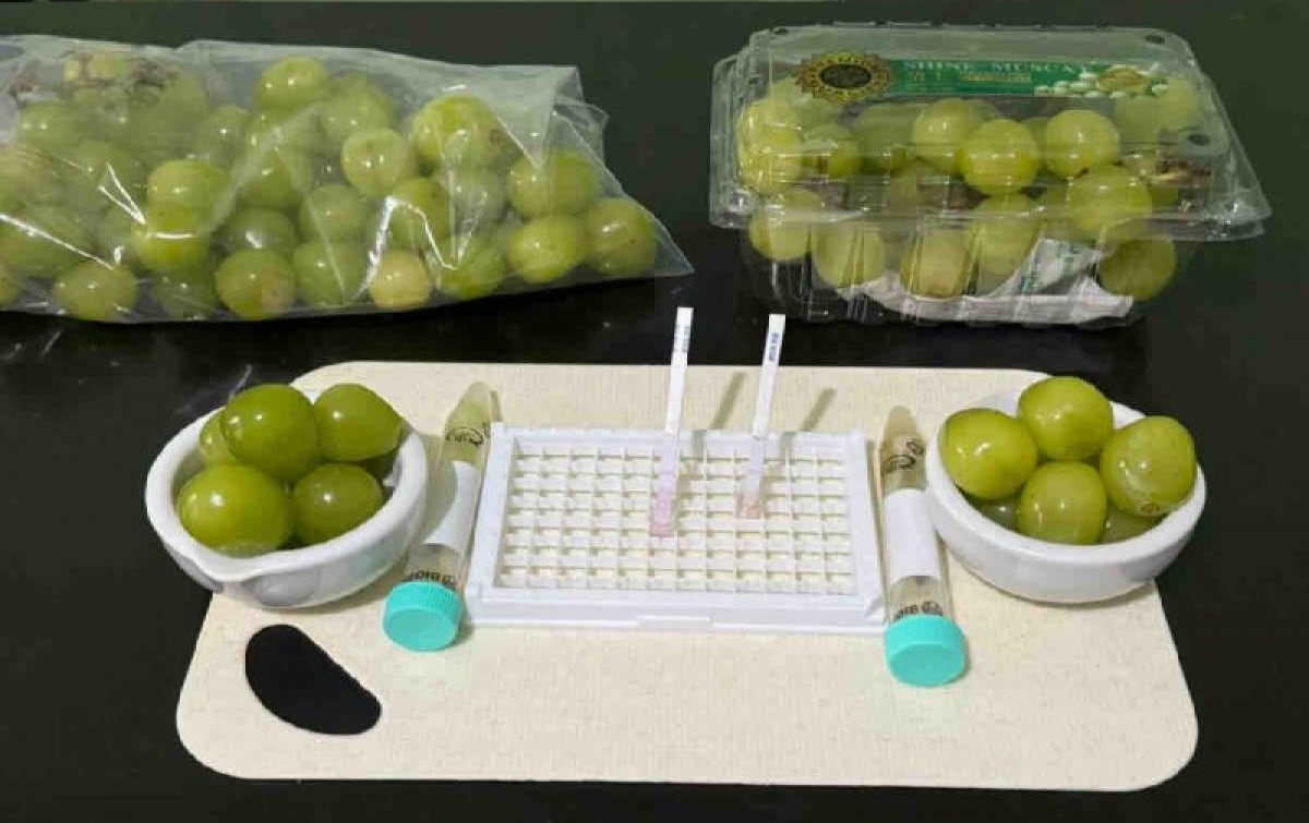 Rapid Test Shows Muscat Grapes Safe for Consumption