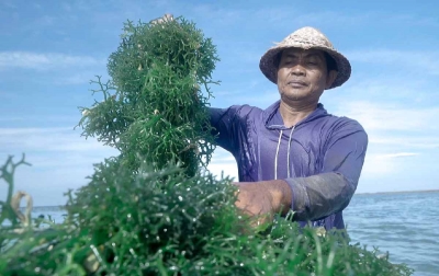 Pemberdayaan BRI Tingkatkan Skala Usaha Klaster Usaha Rumput Laut Semaya di Nusa Penida