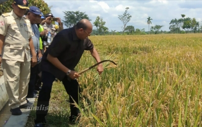 Afandin Ingin Jadikan Langkat Lumbung Pangan Nasional