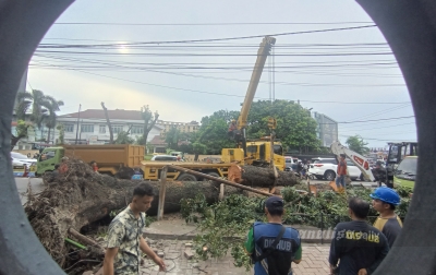 Pohon Besar di Jalan Putri Hijau Tumbang, Timpa 5 Kendaraan Bermotor