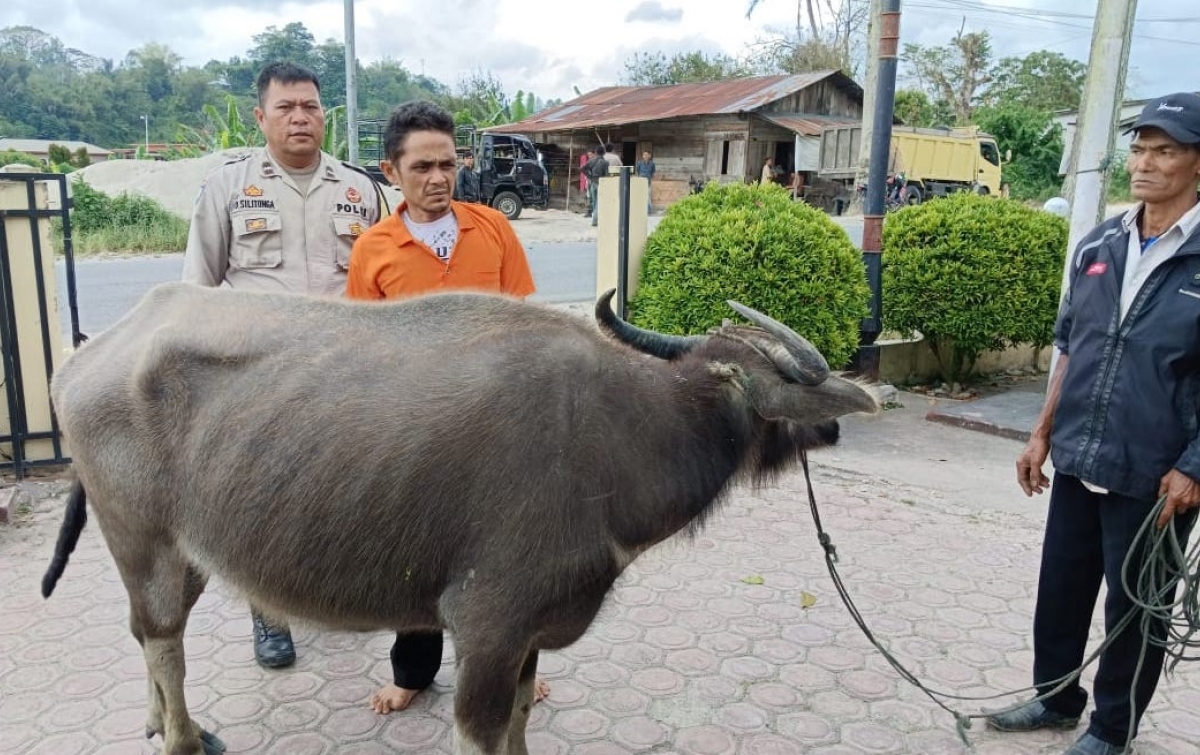 Kawanan Pencuri Kerbau Ditangkap