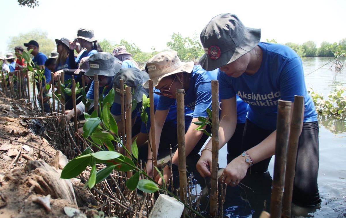 Cara J Trust Bank Lawan Krisis Iklim, Tanam 3.000 Mangrove