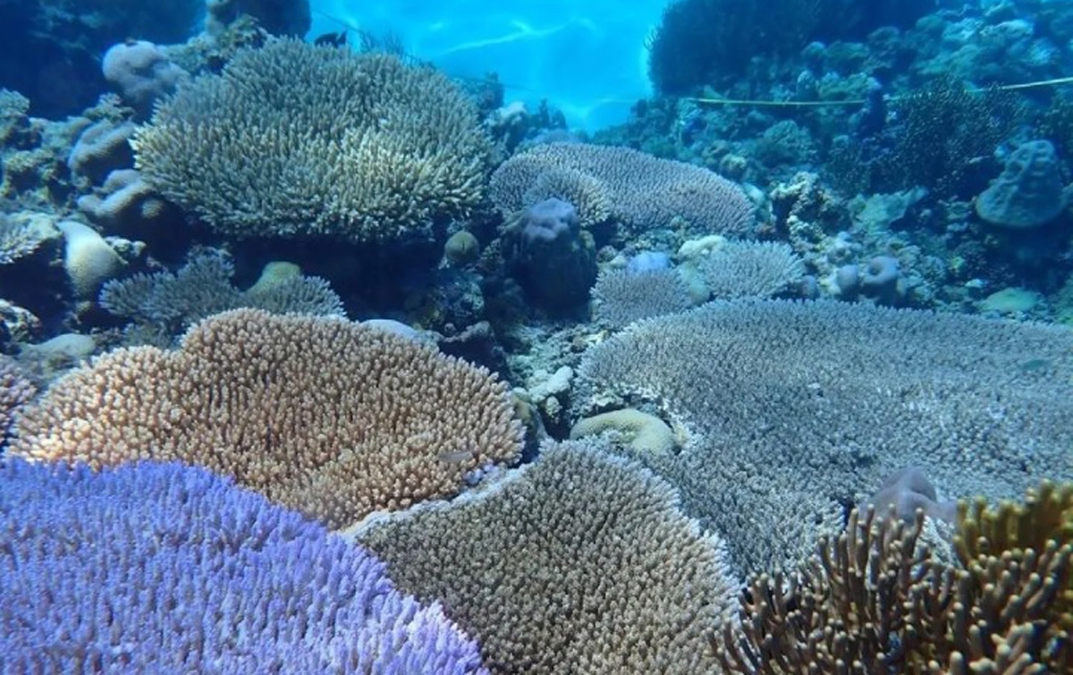 Karang Terbesar di Dunia Ditemukan di Samudra Pasifik Barat Daya