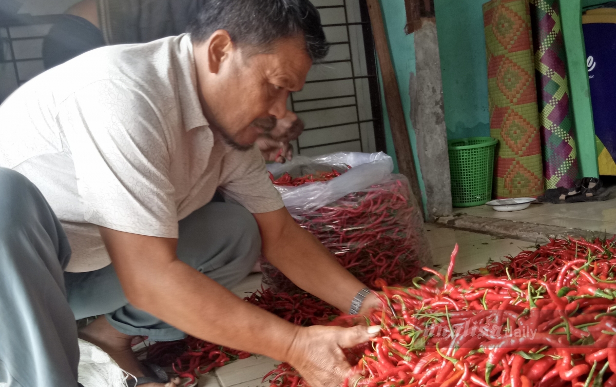 Harga Cabai Anjlok, Petani Merugi