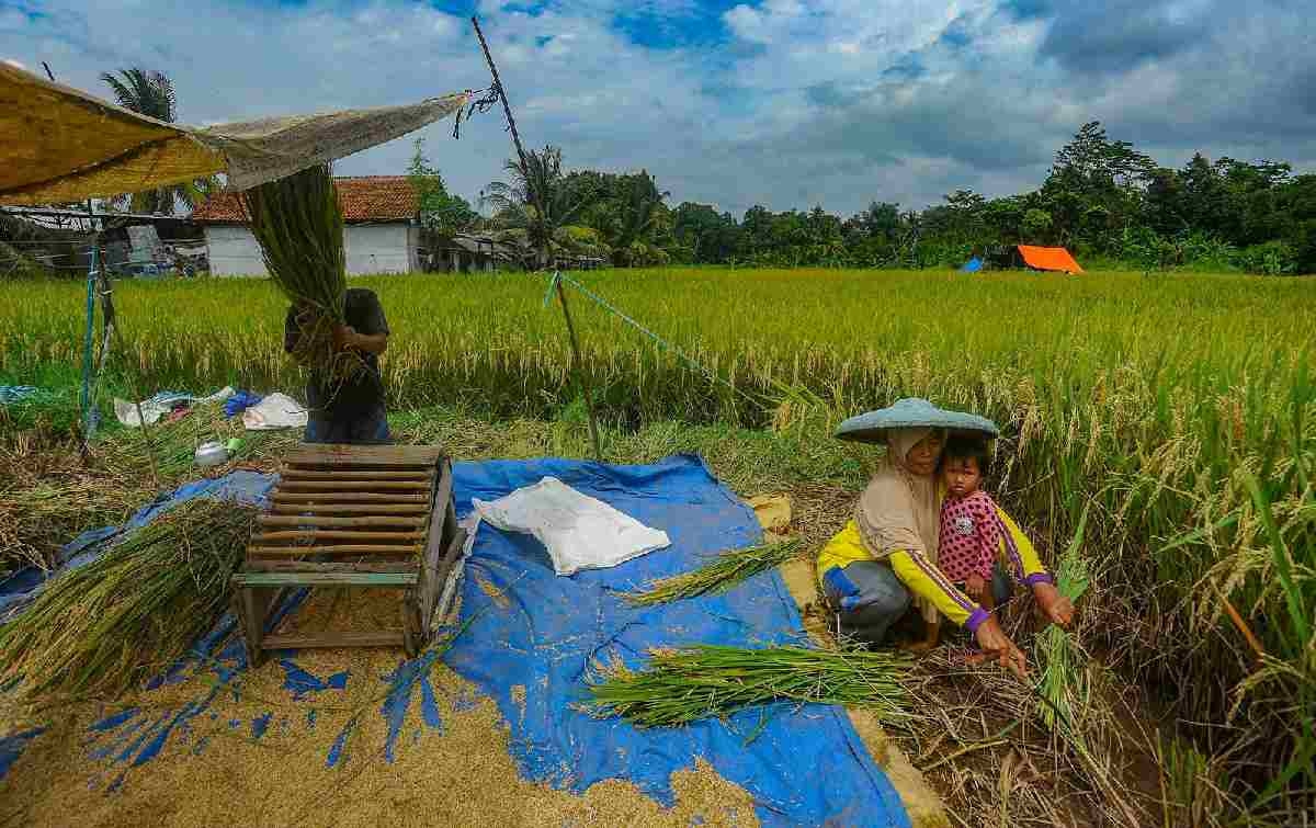 Peran Aktif BRI Dukung Ketahanan Pangan, Salurkan Kredit Senilai Rp199,83 Triliun Di Sektor Pertanian