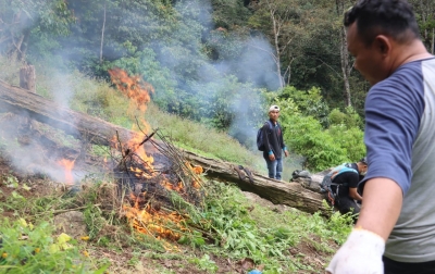 Polisi Temukan 1,5 Hektare Ladang Ganja di Bukit Tor Sihite, Langsung Dimusnahkan