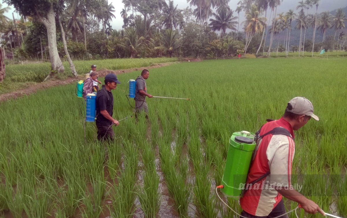 Kendalikan Hama, Panen Padi di  Desa Sorimaon Diharap Meningkat