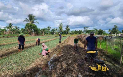 Kisah Petani di Merauke yang Produktivitasnya Semakin Meningkat Berkat Program Pemberdayaan Klaster Usaha dari BRI