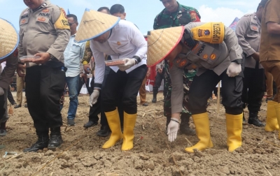 Dukung Swasembada Pangan, Polresta Deliserdang Bersama Forkopimda Tanam Jangung 6 Hektare