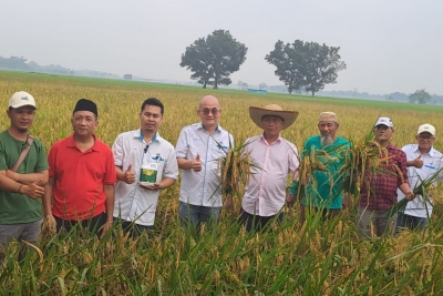 Panen Raya Perdana, Gapoktan Madutani Desa Serdang Sukses Gunakan Pupuk Organik Cair