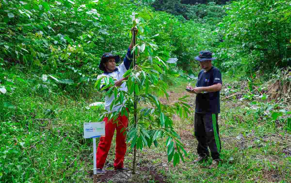 Program BRI Menanam - Grow & Green di Tanjung Prepat Berau Berhasil Serap Karbon 2.987 CO2e (Kg) per tahun dan Dorong Ekonomi Masyarakat