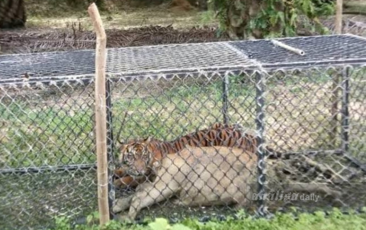 Harimau Sumatera di Aceh Timur Masuk Perangkap