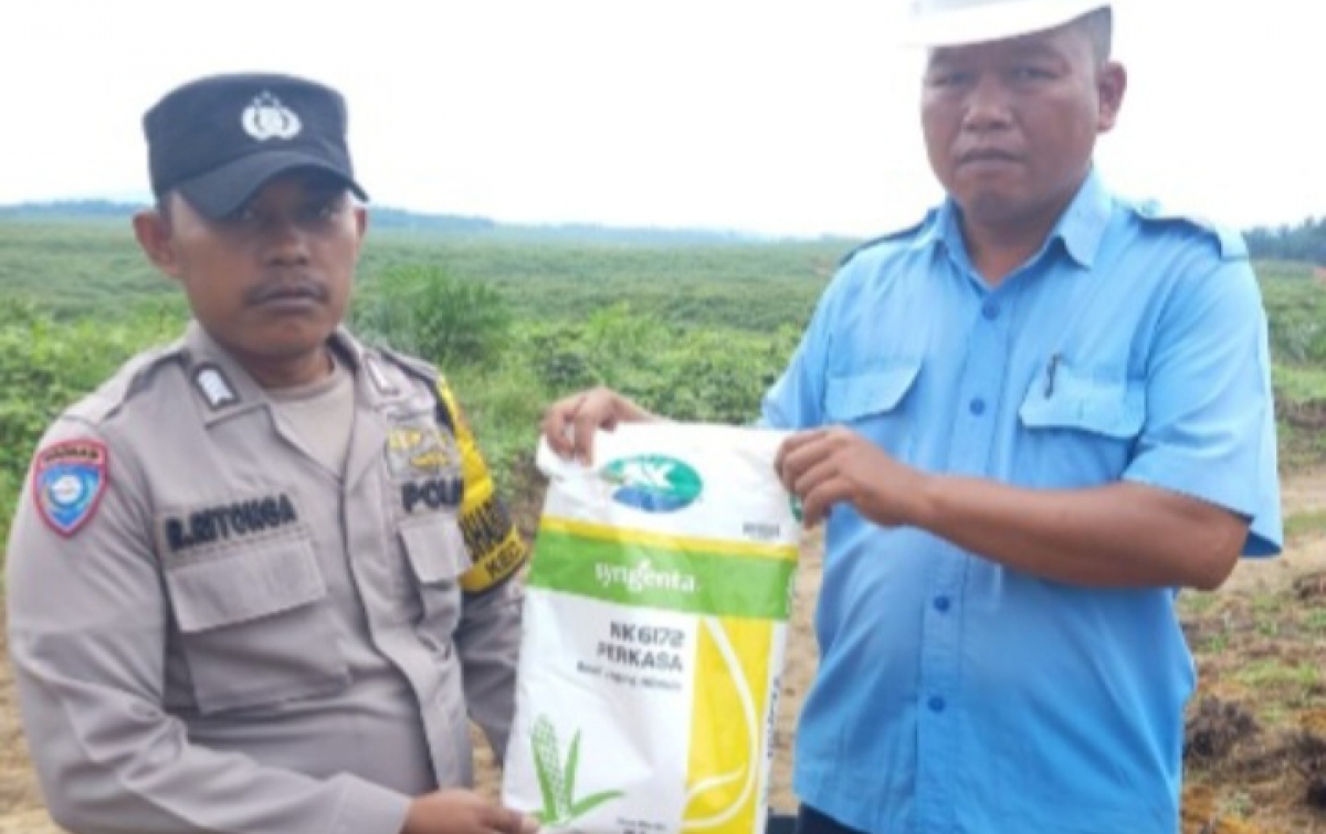 Dukung Ketahanan Pangan, Polres Labuhanbatu Tinjau Progres Penanaman Jagung di Labura