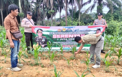 Program Ketahanan Pangan Nasional, Polres Labuhanbatu Dukung Penanaman Jagung