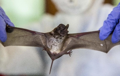 Gawat, China Temukan Virus Kelelawar Baru Mirip COVID-19 yang Berpotensi Menular ke Manusia