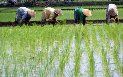 Menghindari Alih Komoditi, Robot Simanullang Tanam Padi Bersama Petani