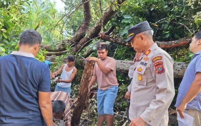 2 Orang Meninggal Dunia Akibat Pohon Durian Tumbang