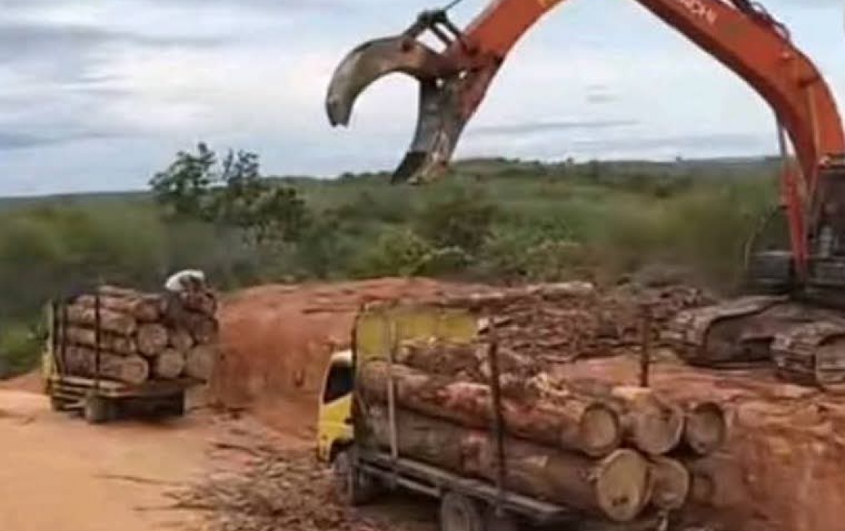 Bermodalkan SK Kemenhut Tahun 2011, PT Barapala Babat Ribuan Hektare Hutan di Palas