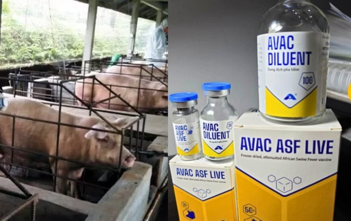 Kabar Baik untuk Peternak Babi: Vaksin Avac ASF Live Kini Tersedia di Sumut