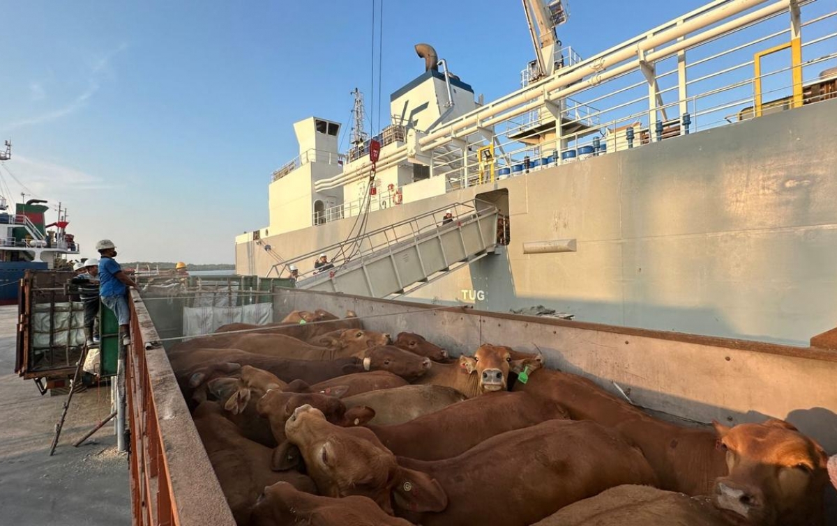 Komitmen Layanan Livestock Pelindo Kawal Ketahanan Pangan Nasional