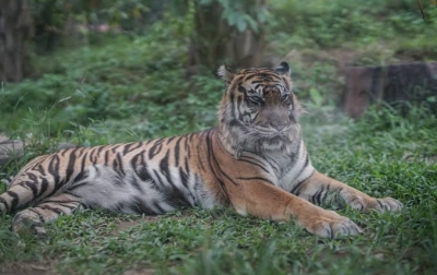 Harimau Masuk Kebun Warga di Padangsidimpuan
