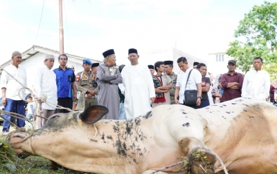 Bupati Langkat Sembelih 12 Hewan Kurban di Kampung Halaman
