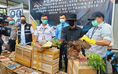Karantina Sumut Musnahkan Ratusan Komoditas Ilegal Hasil Operasi Gabungan