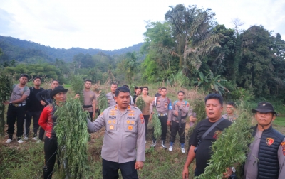 Polres Madina Musnahkan 6 Hektare Ladang Ganja di Lereng Tor Shite