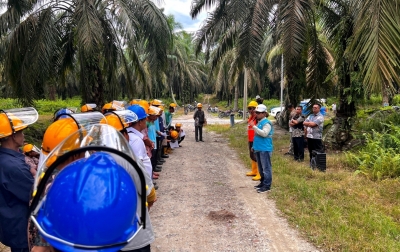 PLN Edukasi Bahaya Listrik Saat Panen Sawit untuk Keselamatan Kerja