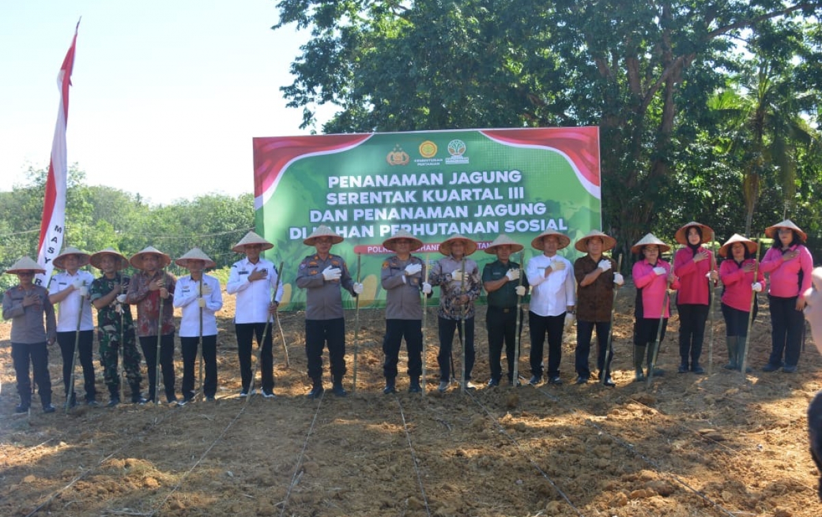 Bersama Forkopimda dan Lonsum Indonesia Estate, Polres Labusel Tanam Jagung
