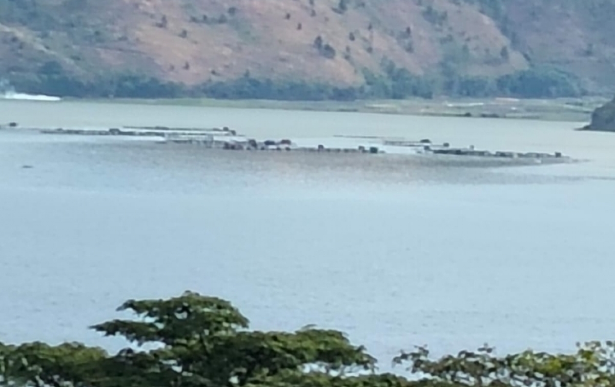 Oksigen Terlarut Rendah, Penyebab Ikan Mati di Danau Toba